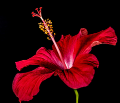 Discover the Health and Beauty Benefits of Hibiscus Flower